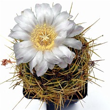 01_750_9267C_Select subj + Inv selection + Overstyr bagg med LightEQ