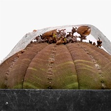 p03_750_2929_01b_HvidHimmel