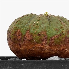 p05_750_2936_01_HvisBaggrund