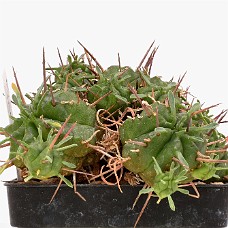 p07_750_2946_01b_HvidHimmel