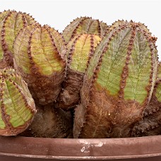 p12_750_2971_01_HvidHimmel