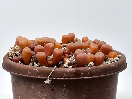 Udvikling Vækst på en måned