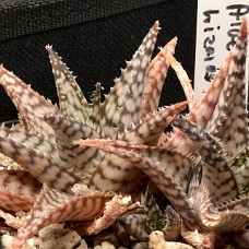 05b_AltidUskarp_750_4277 Altid uskarp2