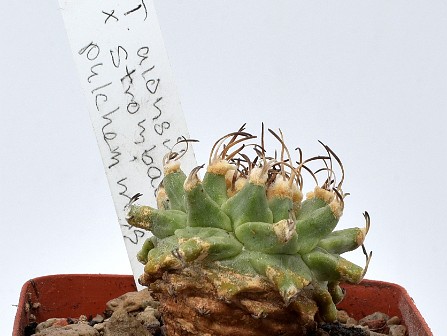 Kaktus 01