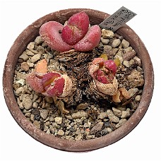 04_750_9333_Select subj + Inv selection + Overstyr bagg med LightEQ