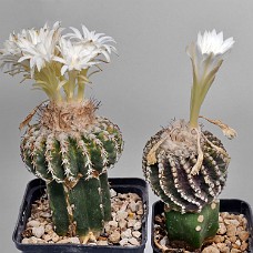 750_2675_Afblomstring31-07-2024_kl.0907