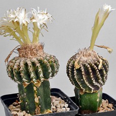 750_2725_afblomstring31-07-2024_kl.1114.