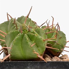 p08_750_2951_01_HvidHimmel