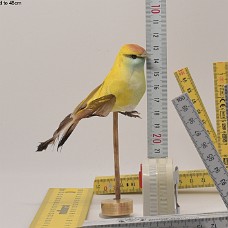 100cm image cropped to 48cm