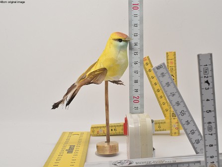 CropTest 100cm foto cropped til 48cm.