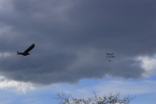 750_7647d Det viser sig at være en fugl og en UFO forklædt som Drone.