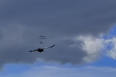 750_7649c Fugl og drone et sekund senere.