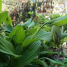 Havevandring_Take2_Klip02 Secret Garden Rundtur 2